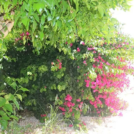 Rossa Pissouri